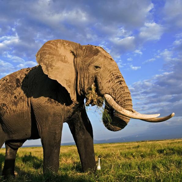 About WWF-UK | WWF